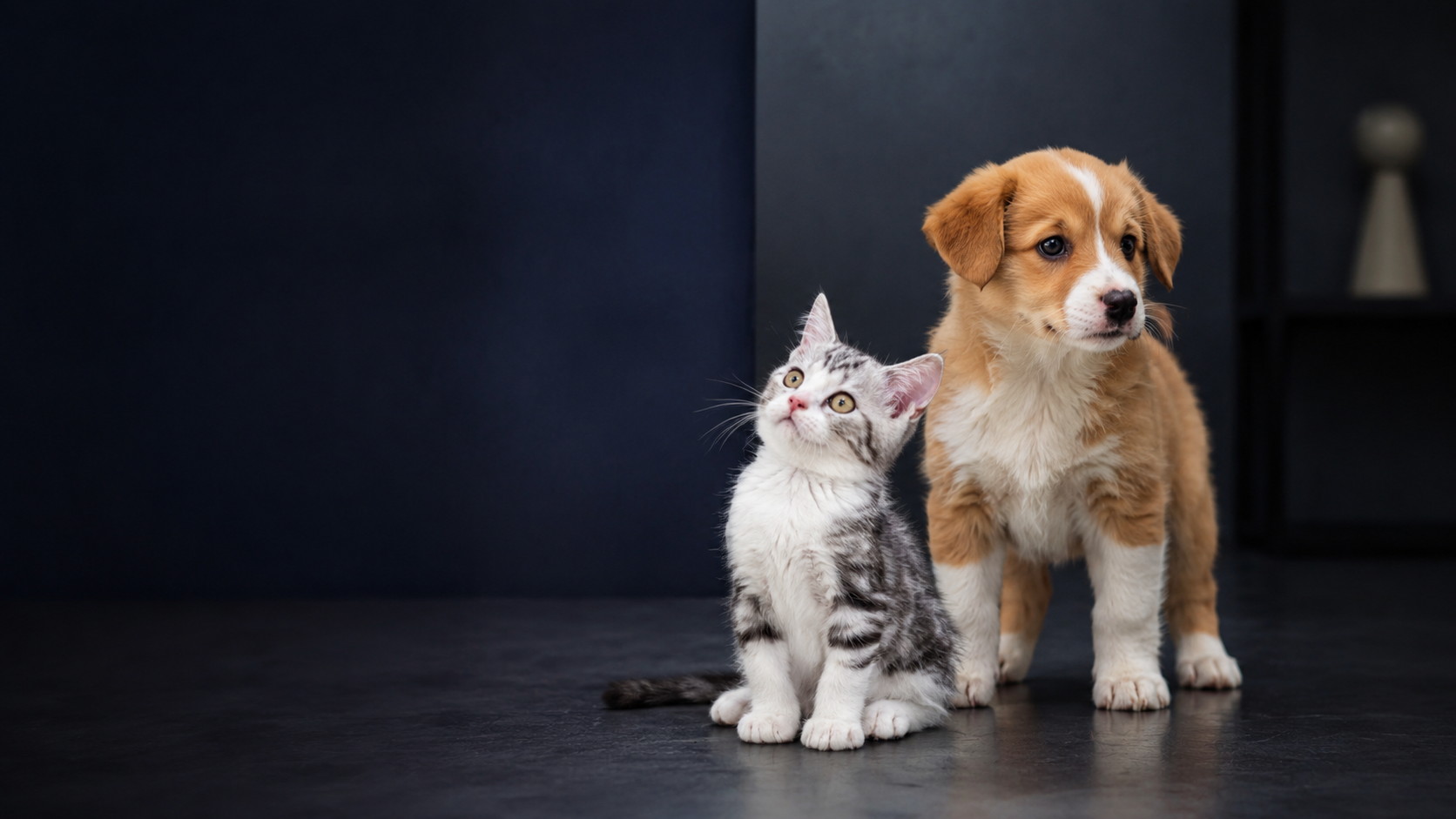 Cão e gato em ambiente clínico contemporâneo