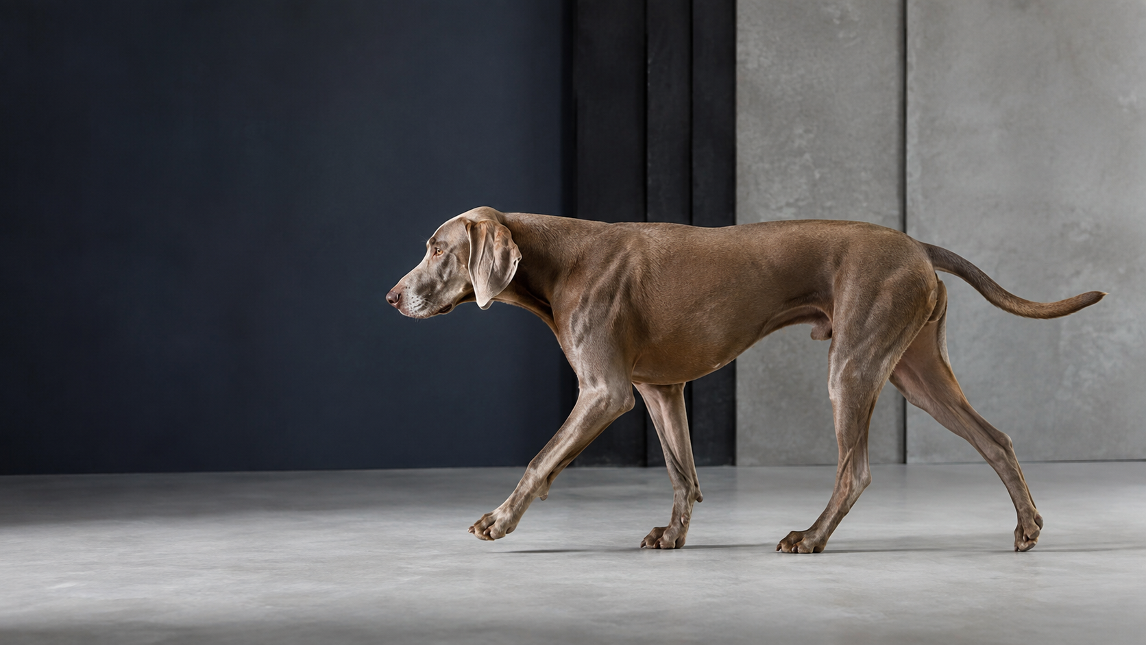 Cão em movimento para a página de ortopedia