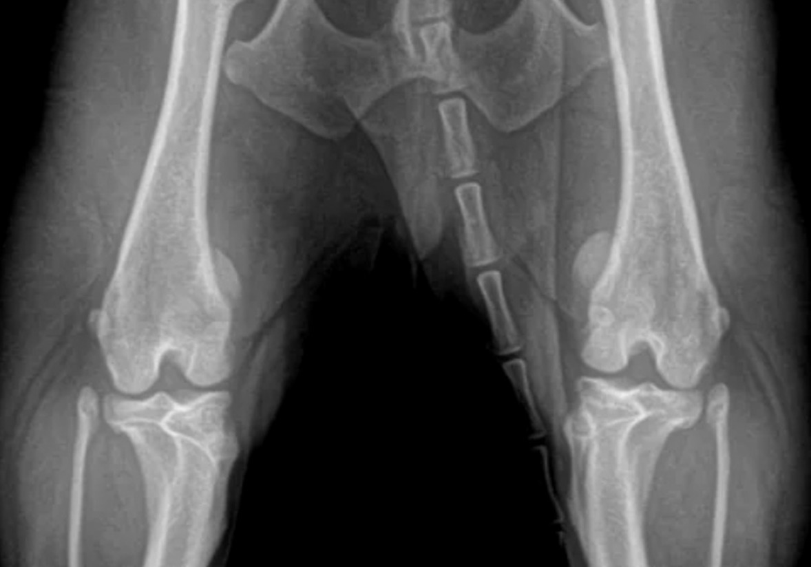 Imagem radiográfica complementar do membro pélvico de um cão